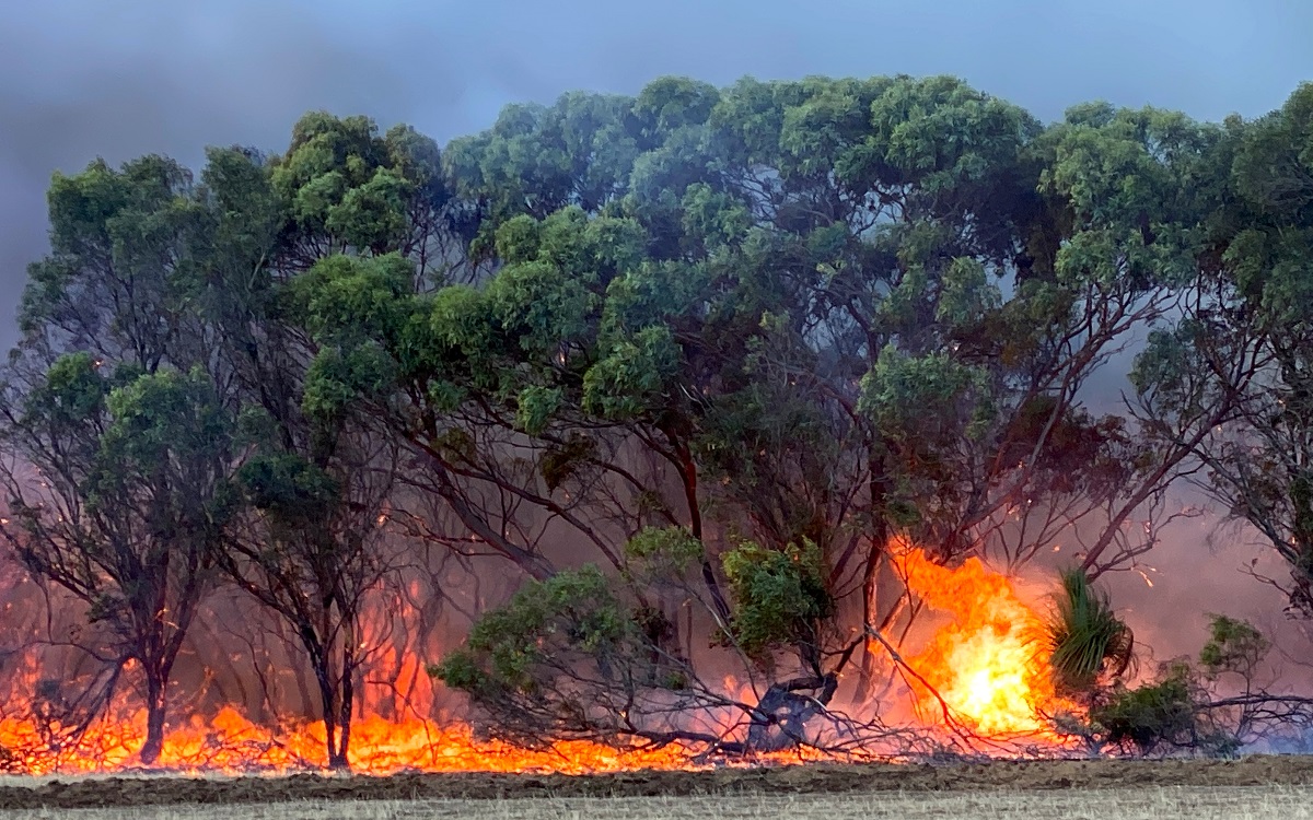 Trees on fire during the 2019-20 Australian summer bushfire crisis. Photo from New Matilda via Flickr (CC BY 2.0 DEED).